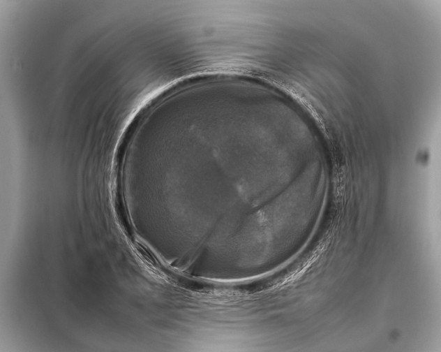 X0000098191077200805081042