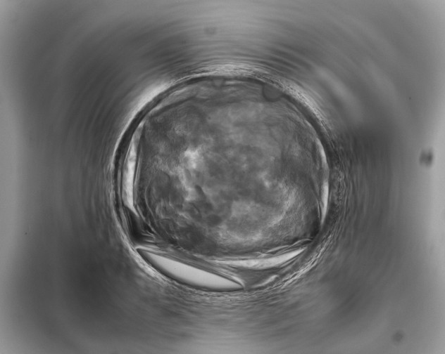 X0000098191087200805081042