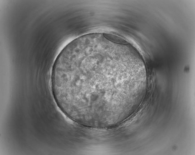 X0000098191103200805081042
