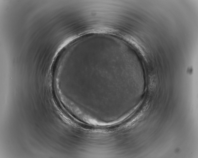 X0000098191114200805081041