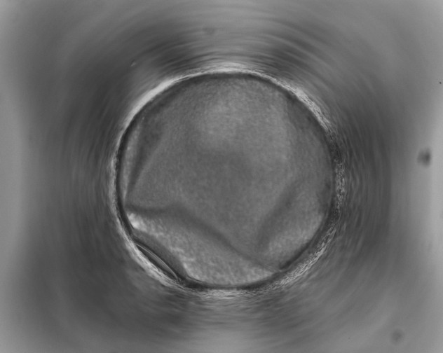 X0000098191134200805081041