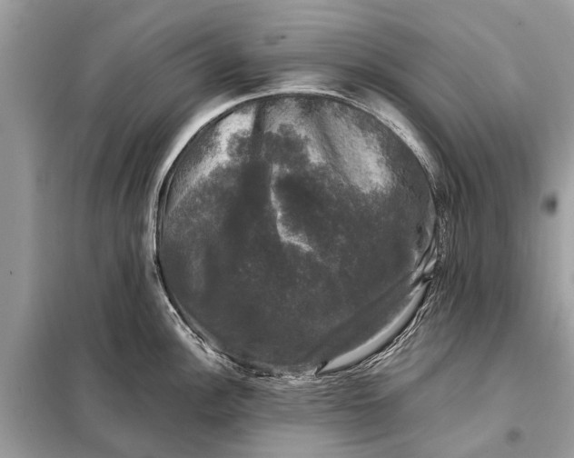 X0000098191148200805081042