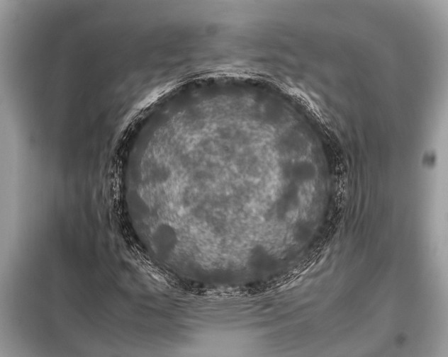 X0000098191159200805081041