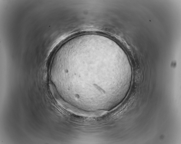 X0000098191167200805081041