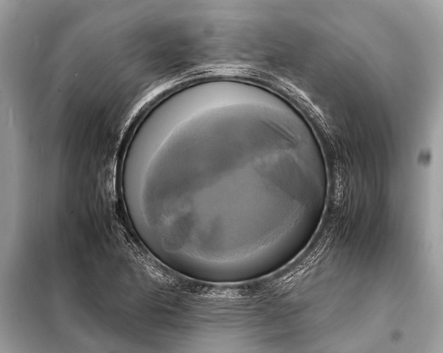 X0000098191174200805081041