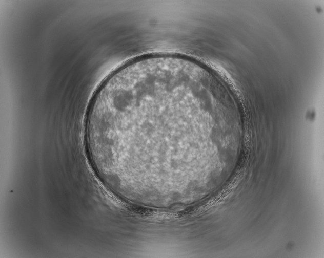 X0000098191183200805081040
