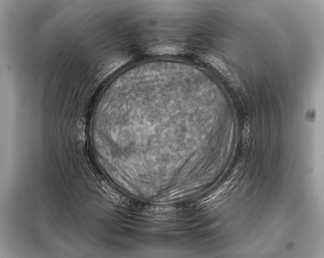 X0000098191209200805081040