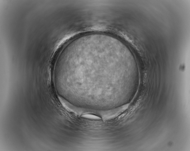 X0000098191214200805081040