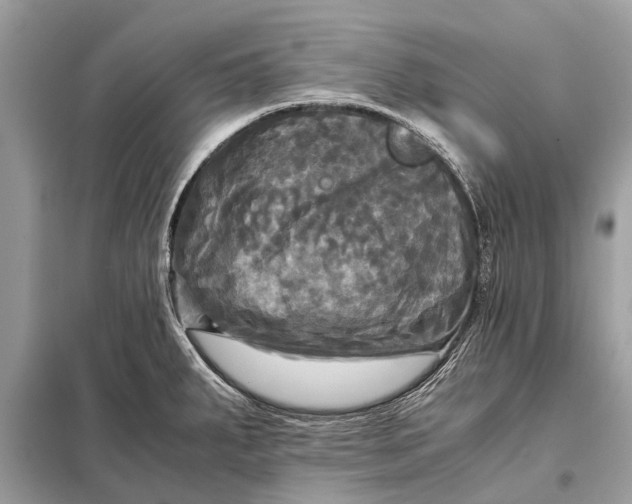 X0000098191287200805081039