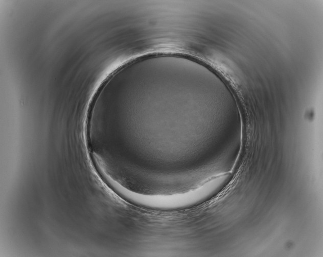 X0000098191334200805081039