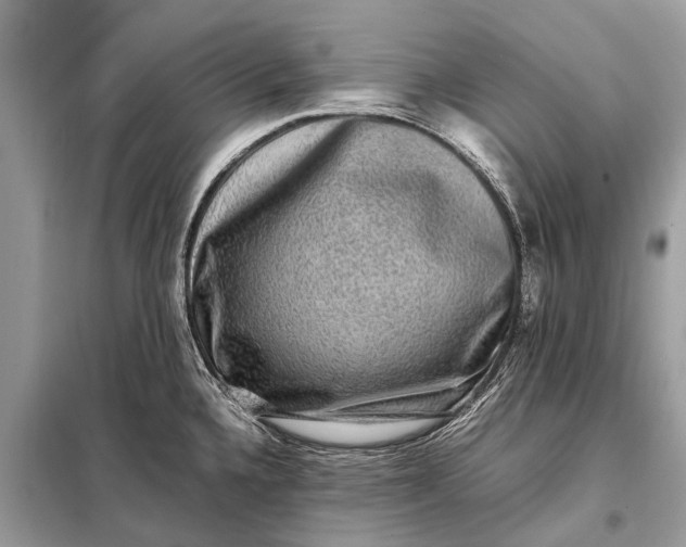 X0000098191336200805081039