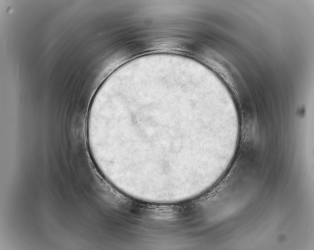 X0000098191338200805081039