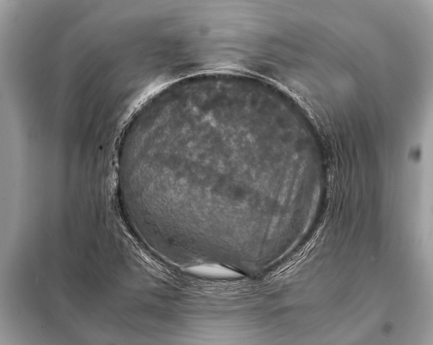 X0000098191363200805081038