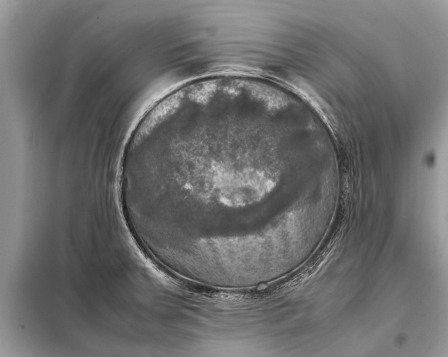 X0000098191379200805081038