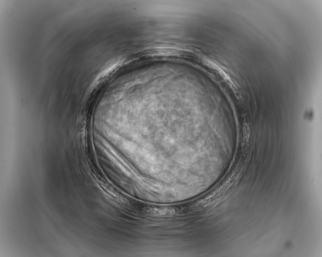 X0000098191403200805081037