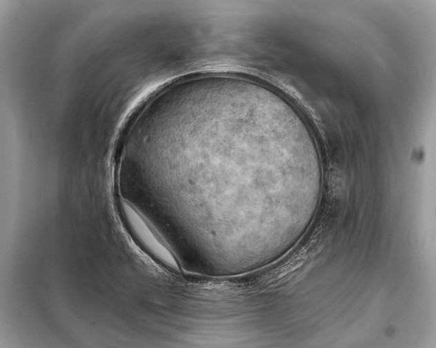 X0000098191416200805081037