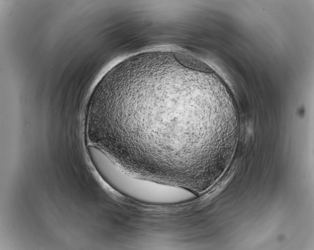 X0000098191438200805081037