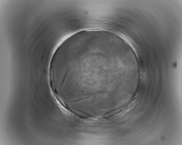 X0000098191485200805081036