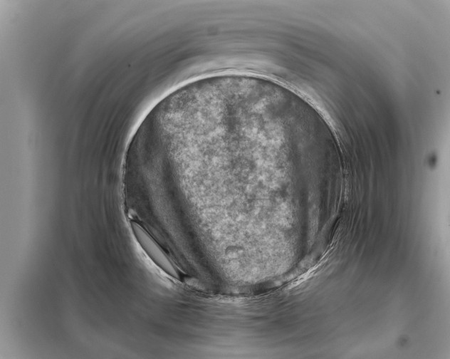 X0000098191532200805081036