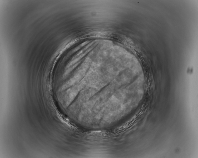 X0000098190050200805151214