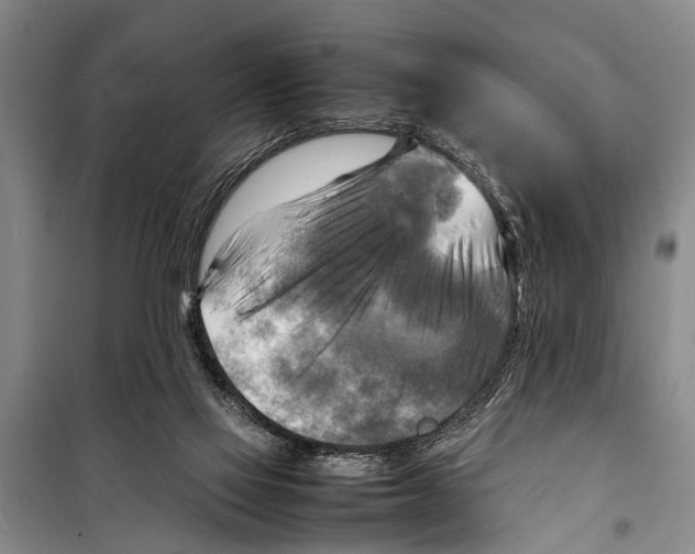 X0000098190069200805151215