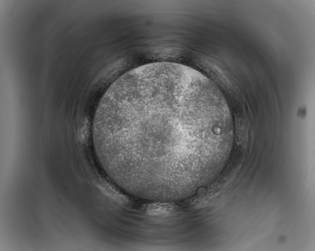 X0000098190077200805151215