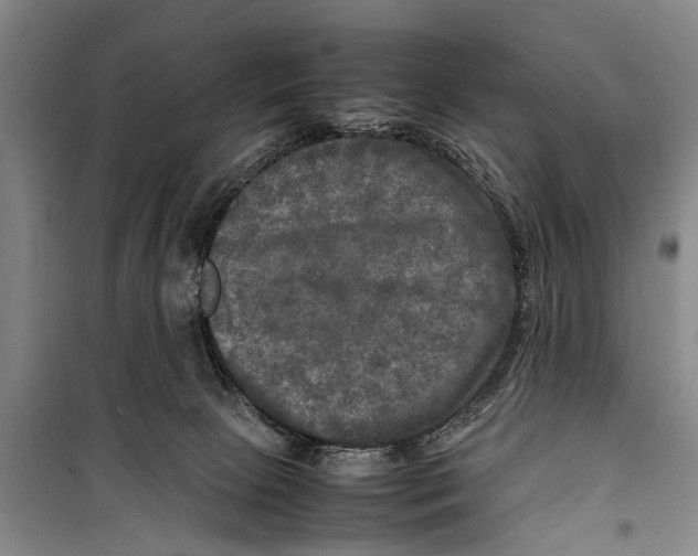 X0000098190081200805151215