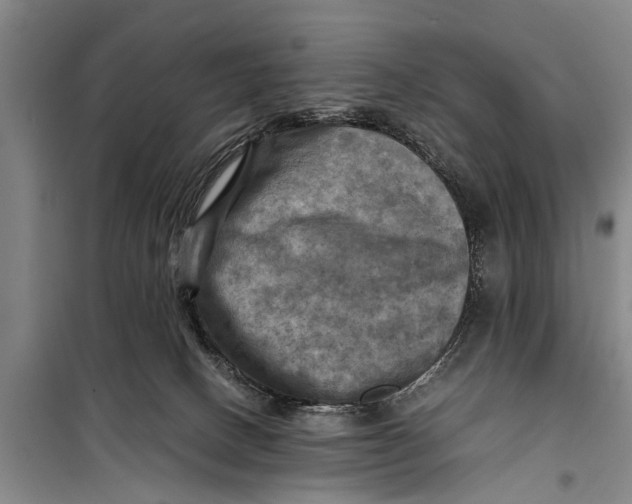 X0000098190082200805151215