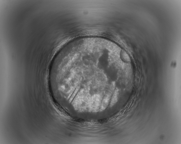 X0000098190107200805151214