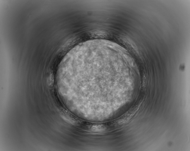 X0000098190173200805151213