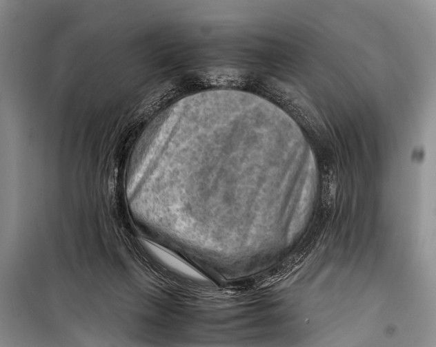 X0000098190263200805151212