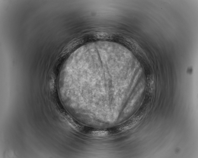 X0000098190266200805151212