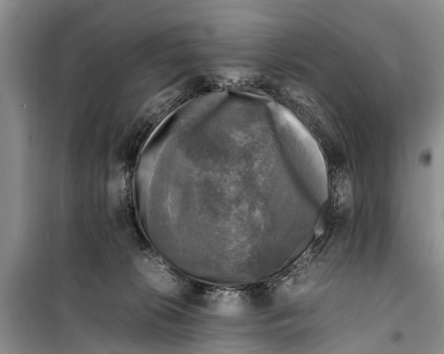 X0000098190276200805151212