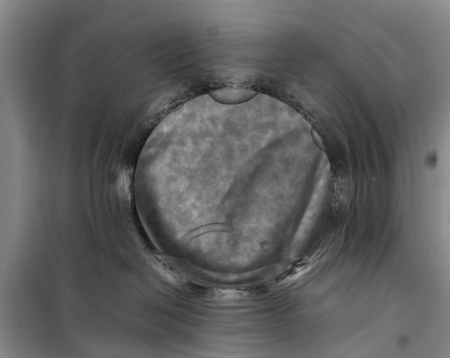 X0000098190286200805151212