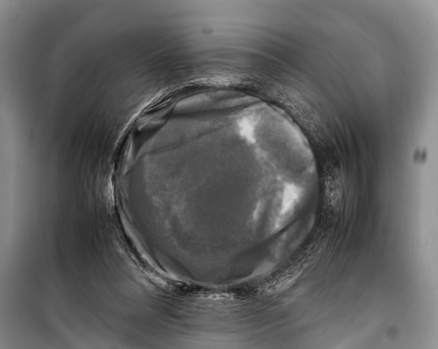 X0000098190304200805151211