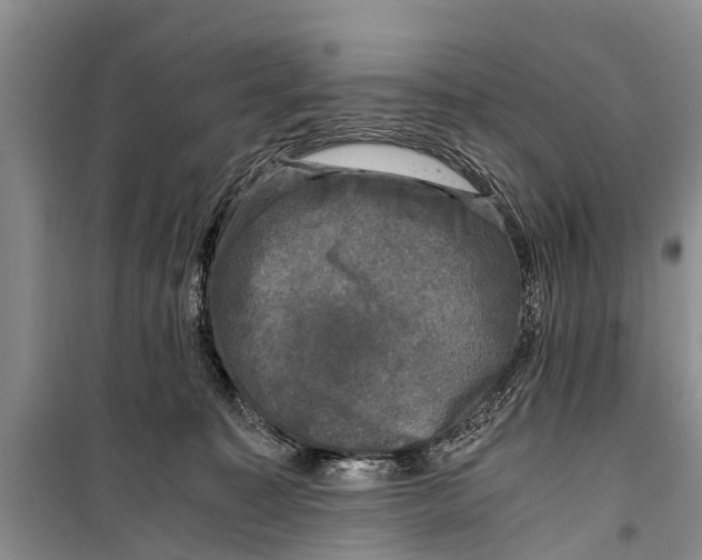 X0000098190323200805151211