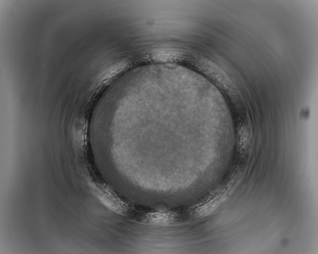 X0000098190356200805151210