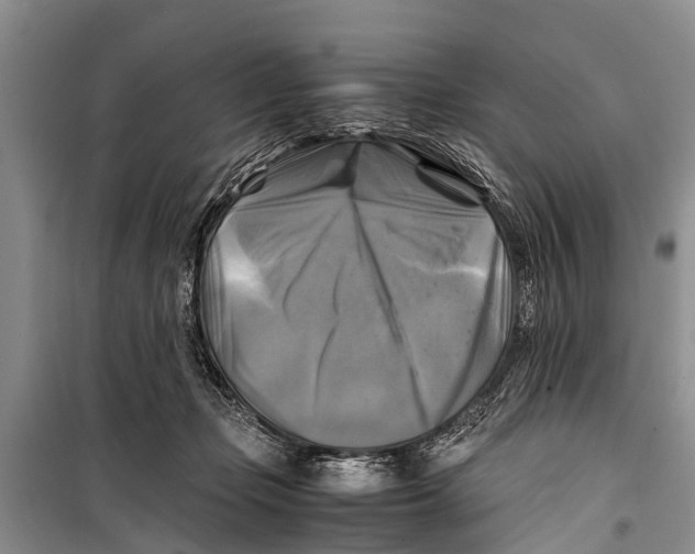 X0000098190365200805151211