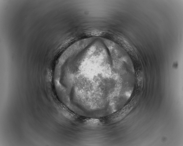 X0000098190374200805151211