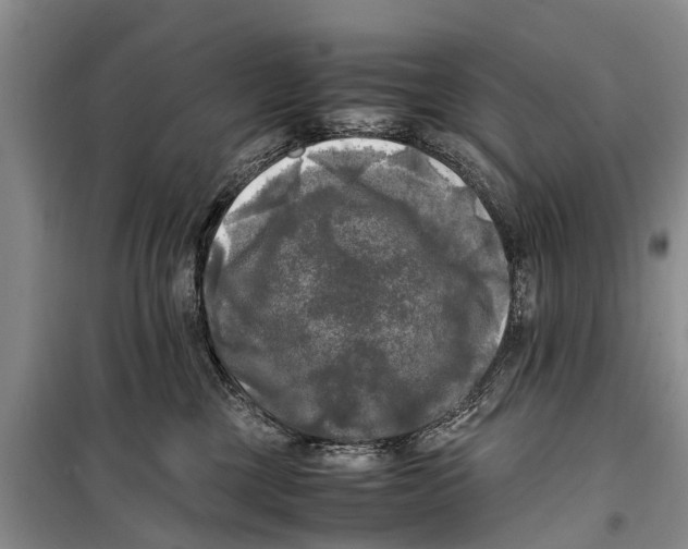 X0000098190377200805151211