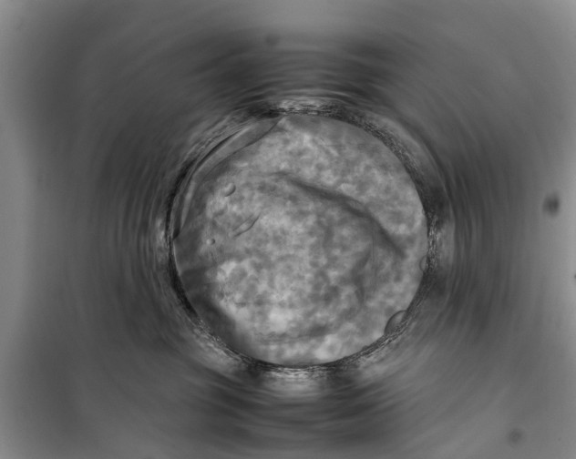 X0000098190381200805151211