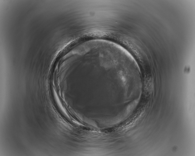 X0000098190399200805151210