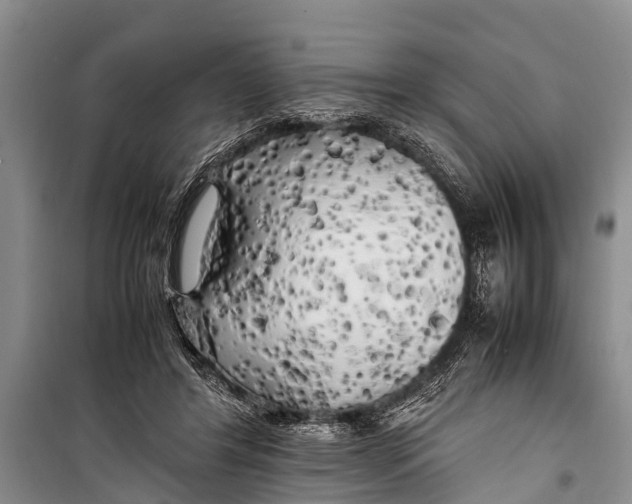 X0000098190404200805151210