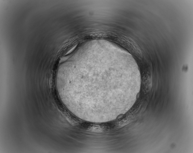X0000098190416200805151210