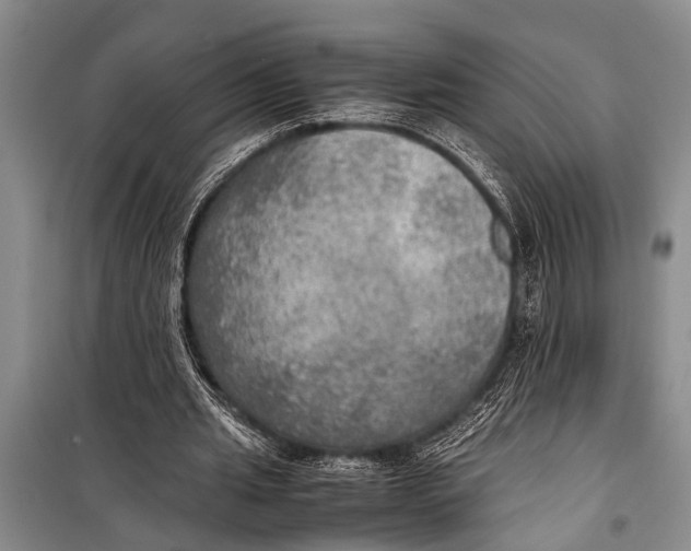 X0000098190437200805151208