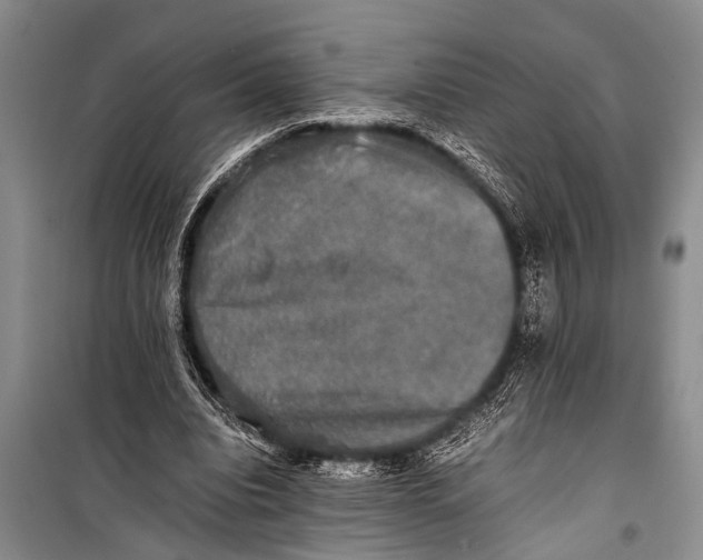 X0000098190440200805151209