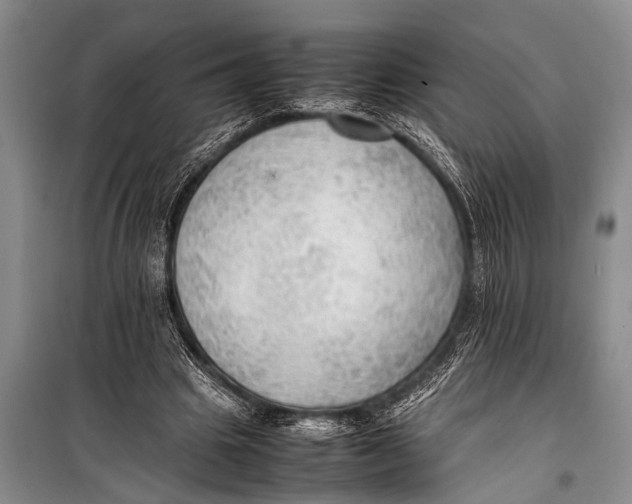 X0000098190441200805151209