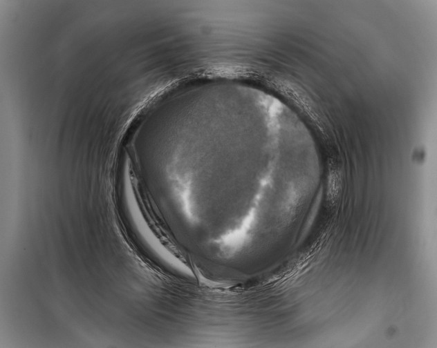 X0000098190444200805151209