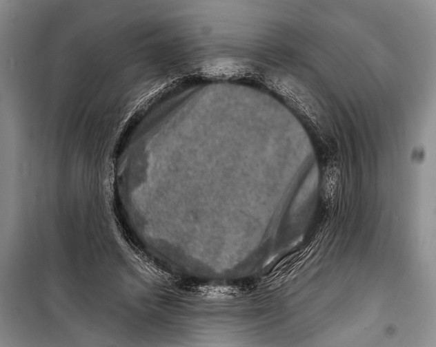 X0000098190448200805151209