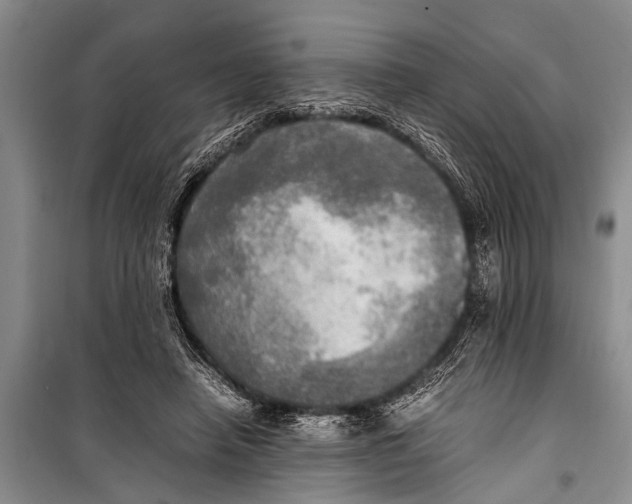 X0000098190450200805151209